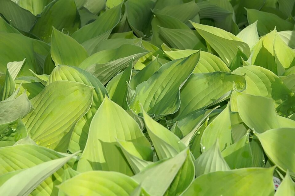 Young Hosta 'August Moon' foliage
