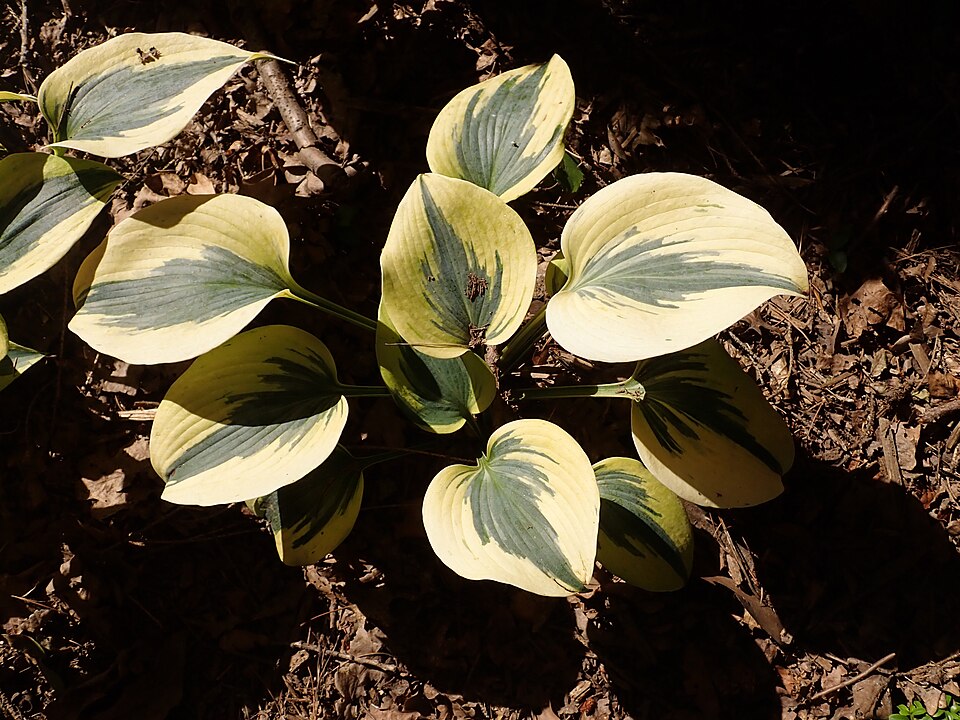 Young Hosta 'Autumn Frost' foliage