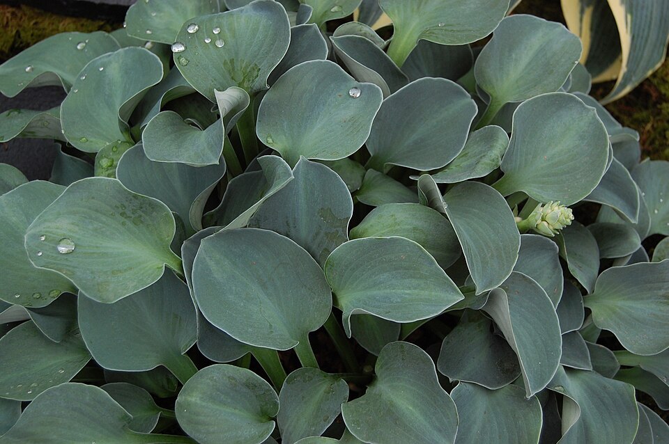 Hosta 'Blue Mouse Ears' foliage
