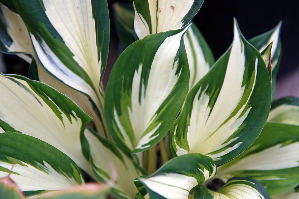 Hosta 'Fire and Ice' foliage