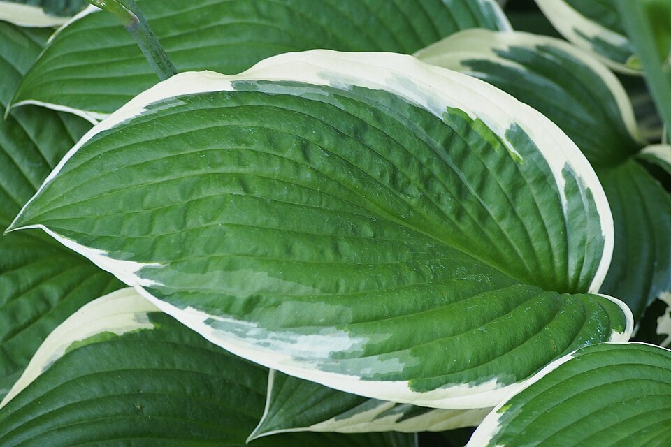 Leaf detail of Hosta 'Francee'